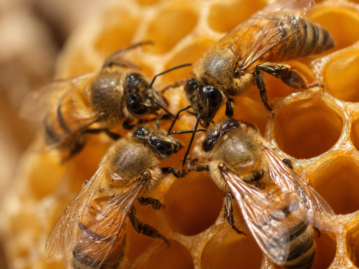 Bees working on honeycomb