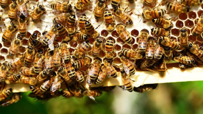 Beekeeper tending hives